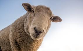 Un mouton à 5 pattes