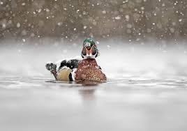 Un froid de canard